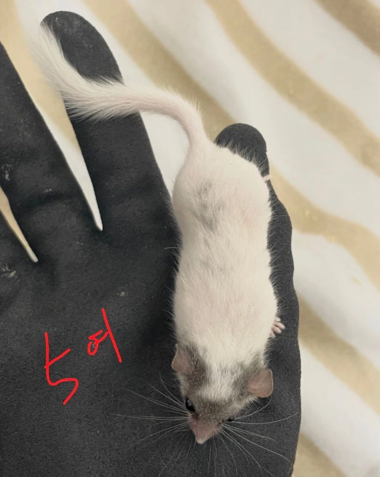 피그미 다람쥐 더스트 마스크 오레오 루시 애기들 분양 전국 이미지