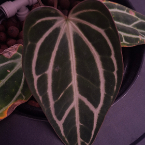 안스리움 칼라블랙키 5x10 self (aroidcarpus) 이미지