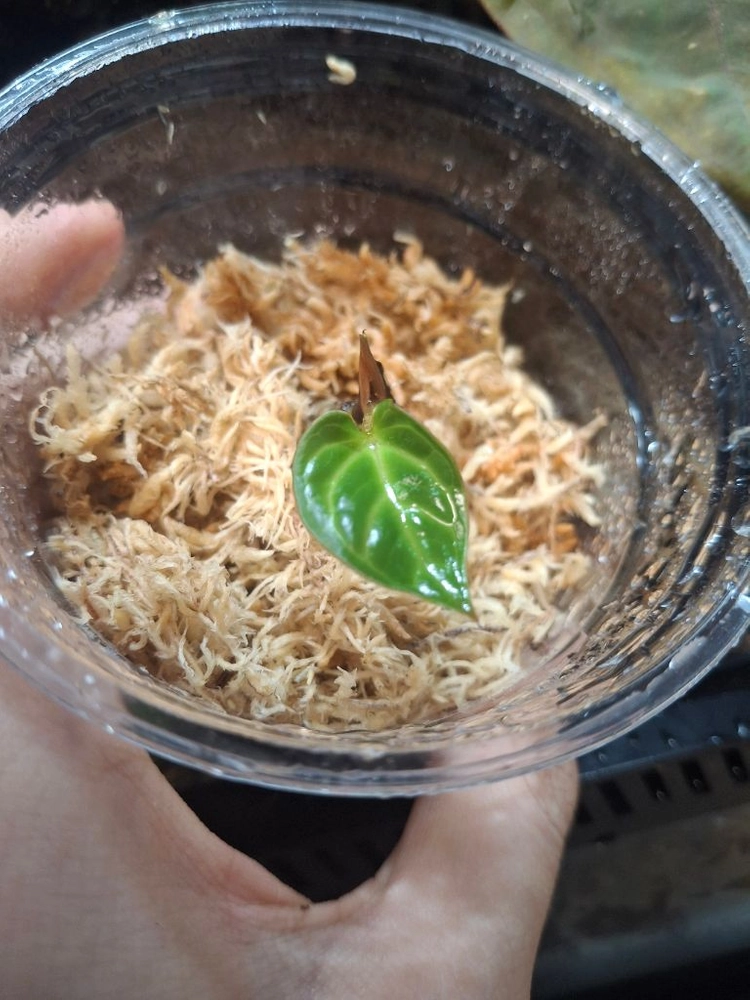 안스리움 칼라블랙키 5x10 self (aroidcarpus) 이미지