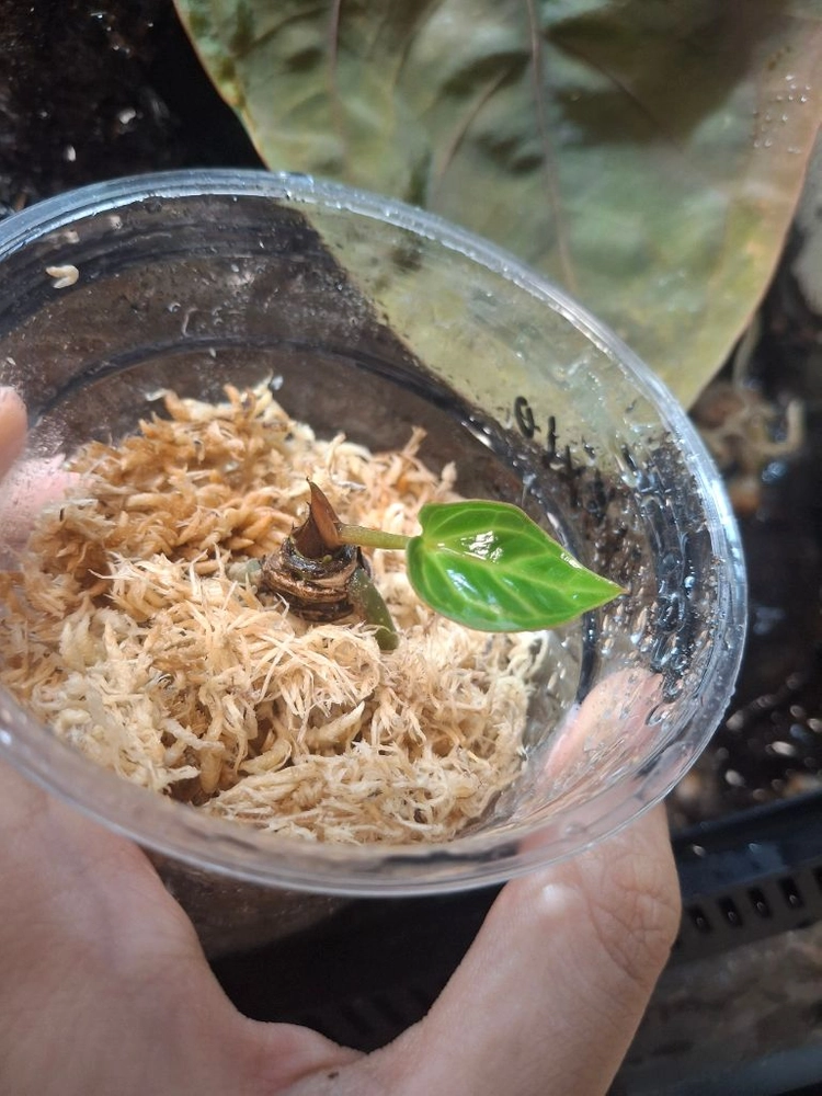 안스리움 칼라블랙키 5x10 self (aroidcarpus) 이미지