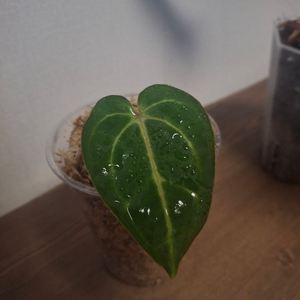 안스리움 칼라블랙키 ra10 self 벌브번식 개체 이미지