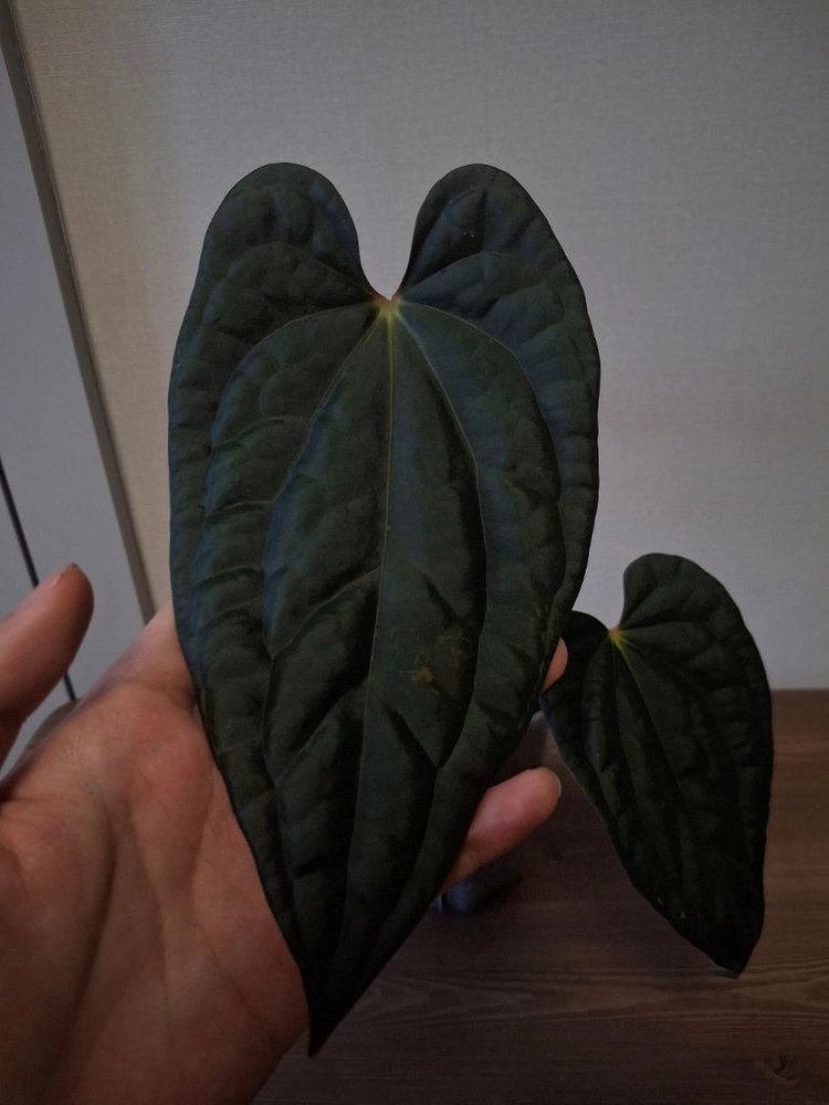 안스리움 칼라블랙키 x 력셔리안스 이미지