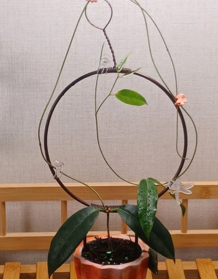 수리사나 호야(가을맞이 할인 합니다) 이미지