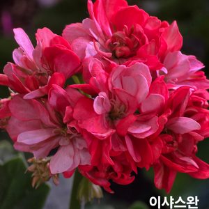 이샤스완 스텔라 제라늄 6종 이미지