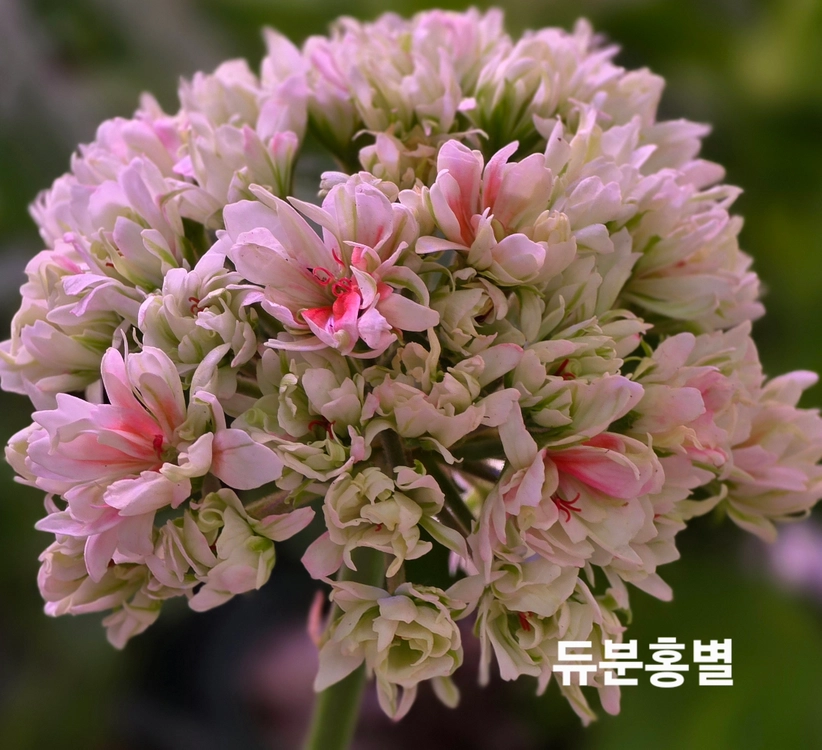 이샤스완 스텔라 제라늄 6종 이미지