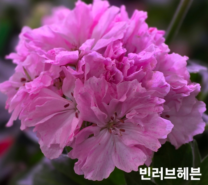이샤스완 스텔라 제라늄 6종 이미지