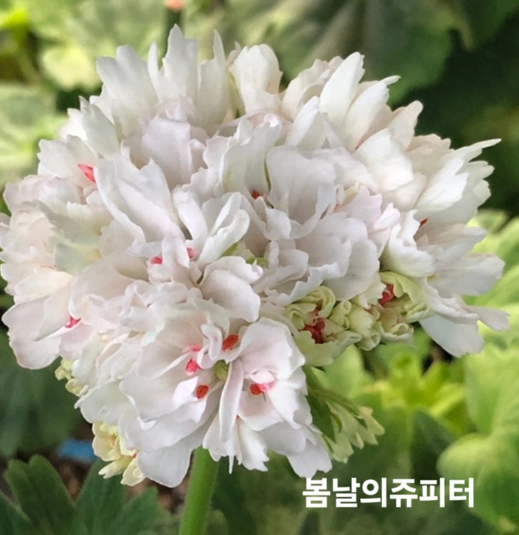 이샤스완 스텔라 제라늄 6종 이미지