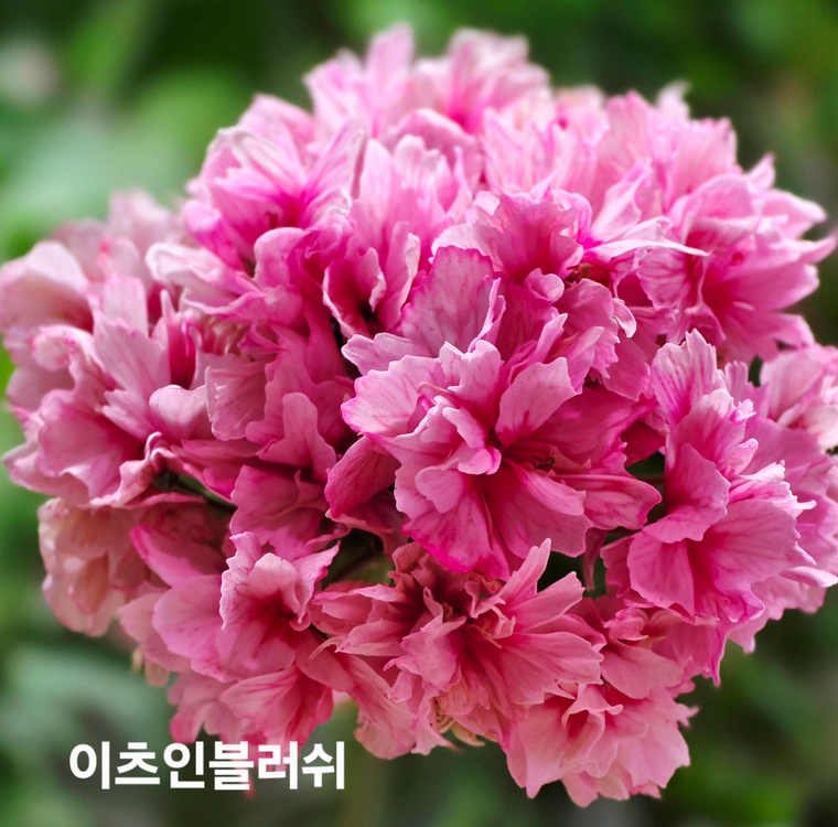 이샤스완 스텔라 제라늄 6종 이미지