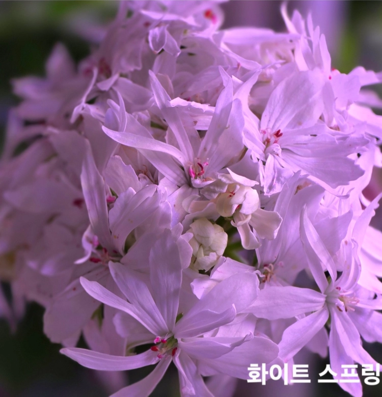 이샤스완 스텔라 제라늄 6종 이미지