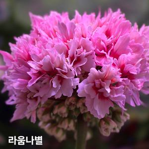 라움나별 스텔라 제라늄 이미지