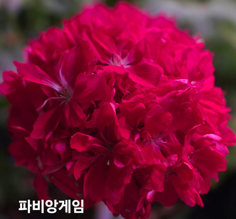 라움나별 스텔라 제라늄 이미지