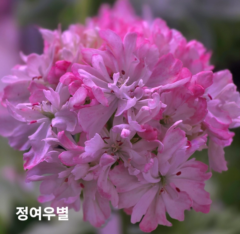 라움나별 스텔라 제라늄 이미지
