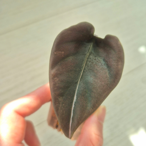 알로카시아 쿠프레아 레드시크릿 바리에가타/왕자구묘 이미지