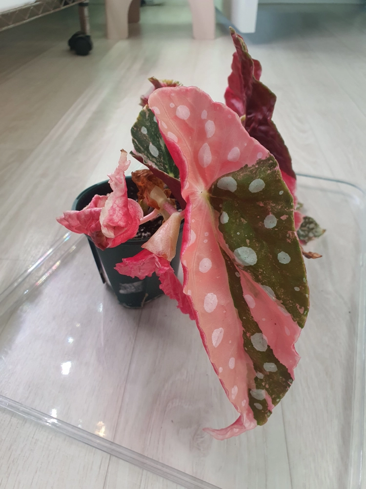 베고니아 마큘라타 바리에가타 이미지