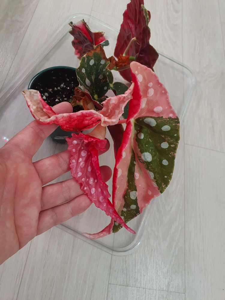 베고니아 마큘라타 바리에가타 이미지