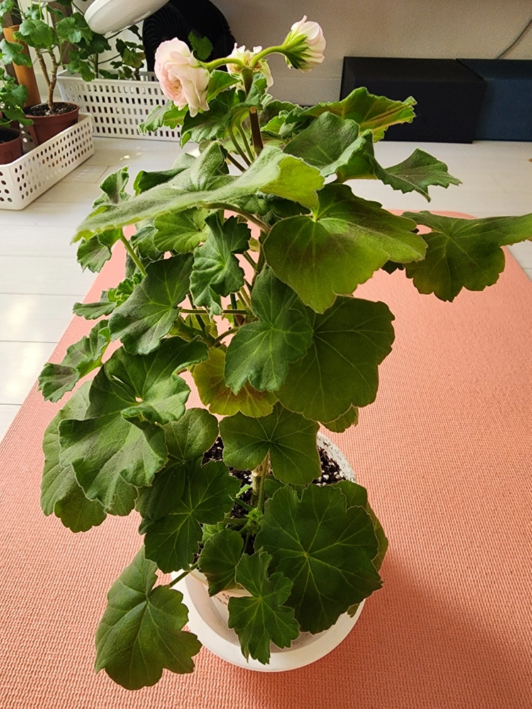 심레이디스카프리스 제라늄 이미지