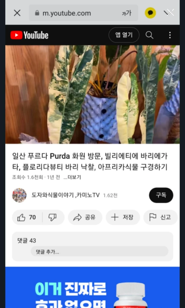 필로덴드론 빌리에티에 바리에가타 대옆탑 3장 이미지