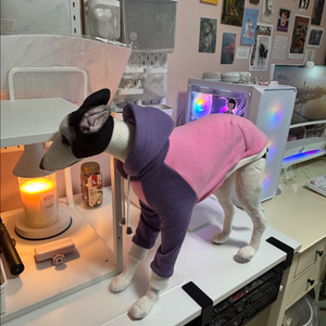아이쥐 그레이하운드 실물 모형 인형 이미지