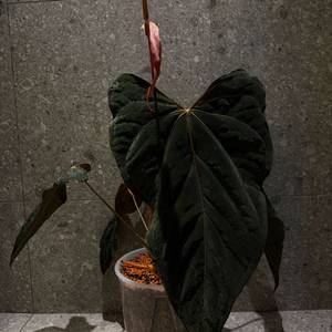 안스리움 Ralph Lynam self클론 (JV) 초대품 판매합니다(JV택 포함) 이미지