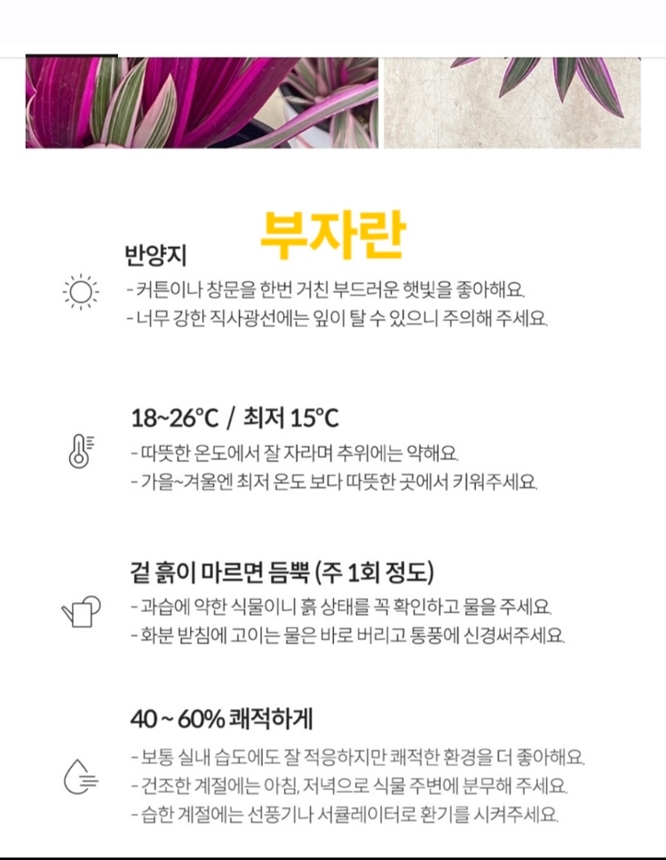 식물 부자란 (재물운,행복,행운) 도자기 화분2026.10.10 이미지