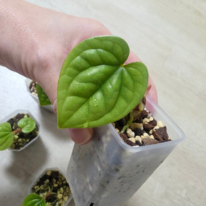 안스리움 럭셔리안스 원종 5개, 미니온실, 화분, 물조리개, 오스모코트, 난석등 드림 이미지