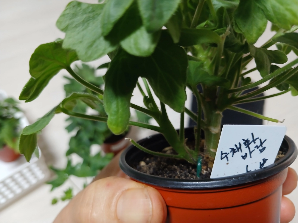 스텔라제라늄5종 이미지