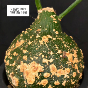 예쁜 글로보사 맛집 이미지