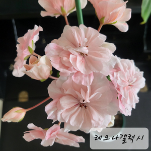 레오나갤럭시 제라늄 이미지