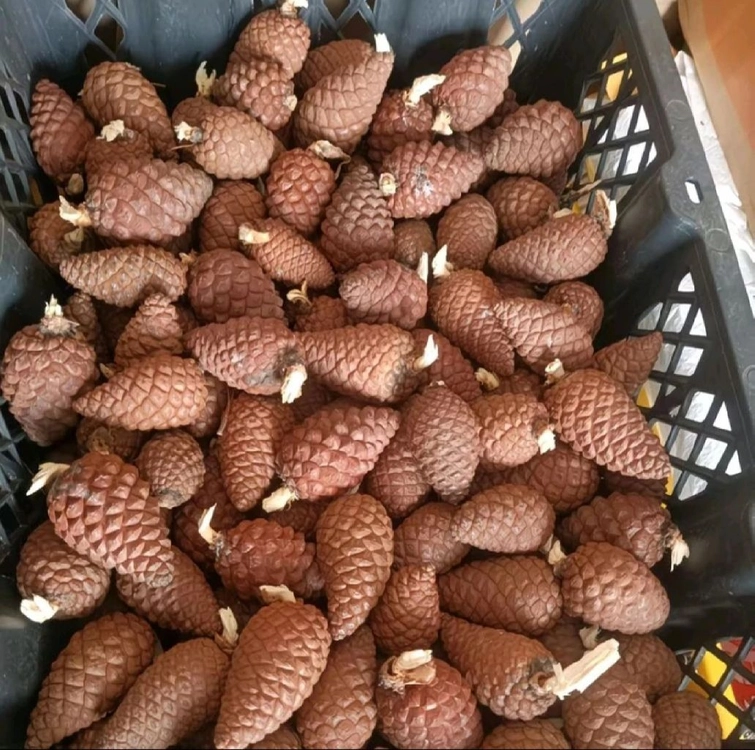 야생 왕잣500g 한팩 이미지