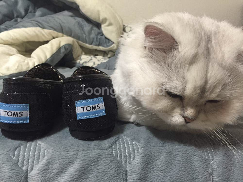 탐스 글리터 블랙 6.5 235mm TOMS--6