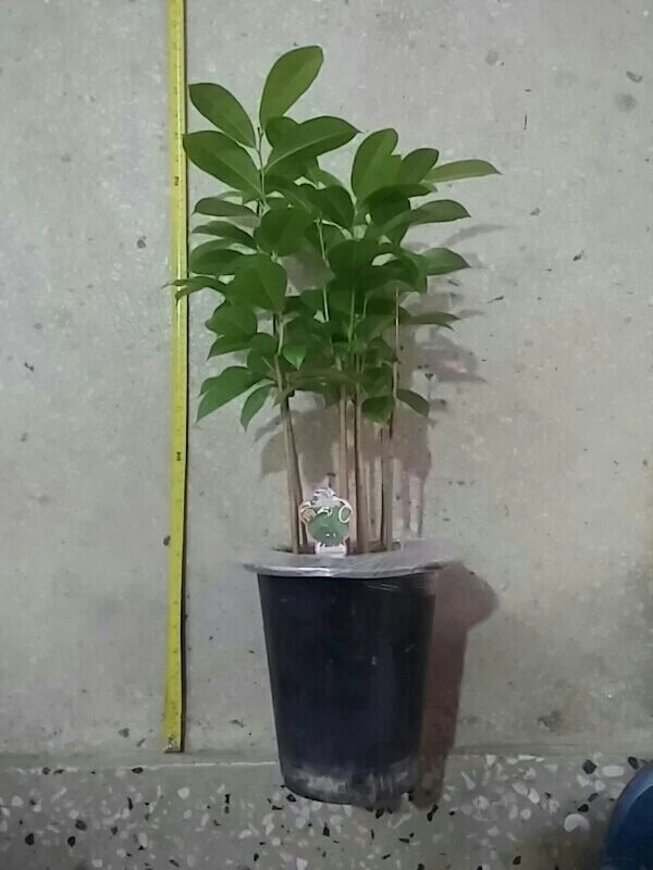그라비올라 2년생묘목 9그루50000원 이미지