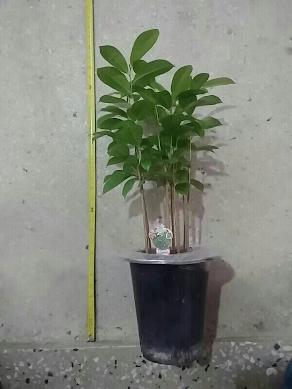 그라비올라 2년생묘목 9그루50000원 이미지
