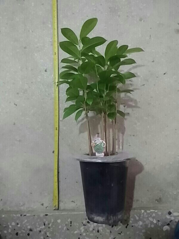 그라비올라 2년생묘목 9그루50000원--1