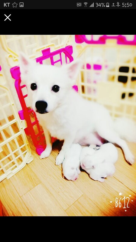 강아지울타리팔아요--1