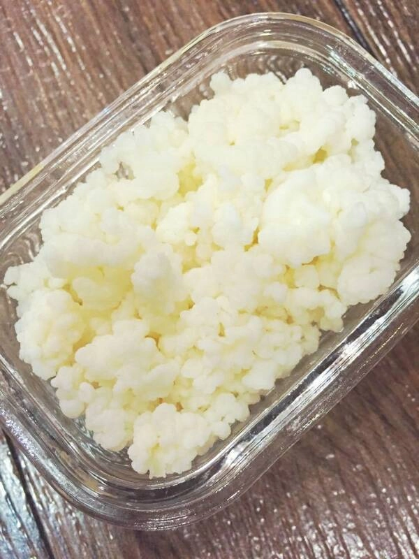 티벳버섯 분양합니다 이미지