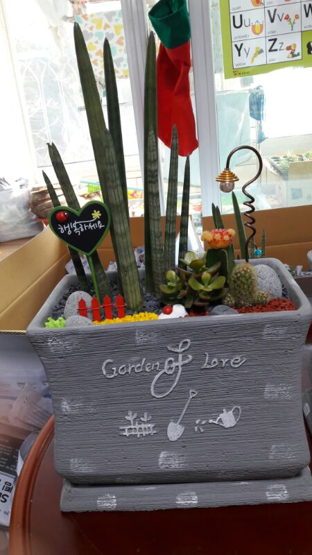 선물용 스투키화분--1