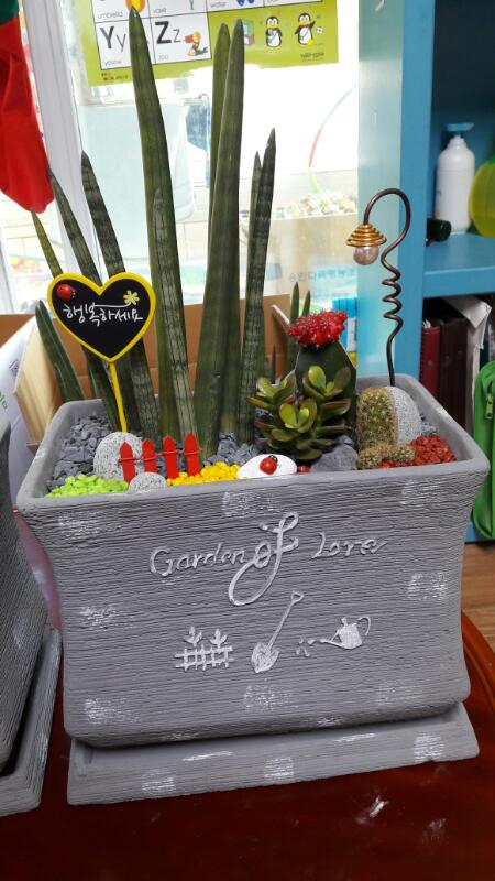 선물용 스투키화분--2