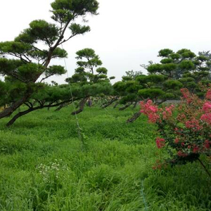 소나무.반송.정원수판매.전원주택용 소나무 전문 .