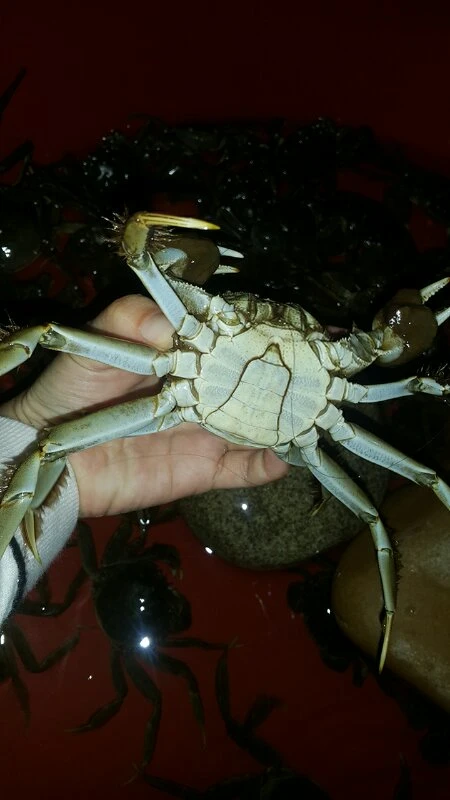 (토종) 참게 1키로 2만원 이미지