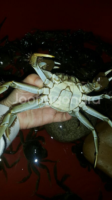 (토종) 참게 1키로 2만원--0