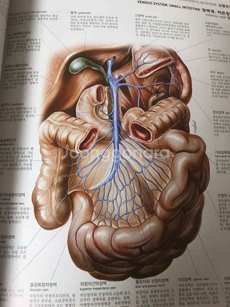 그림으로 보는 우리몸의 해부학 조직학 병리학--1