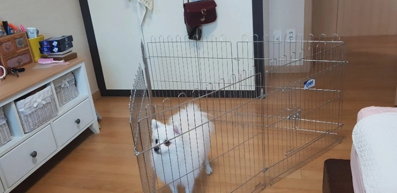 강아지 울타리 이미지