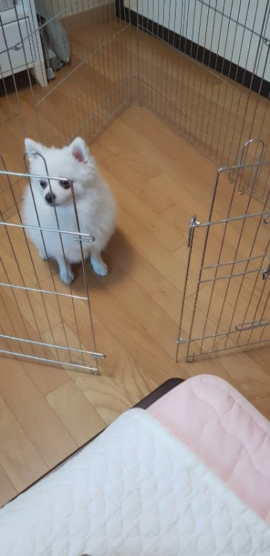 강아지 울타리 이미지