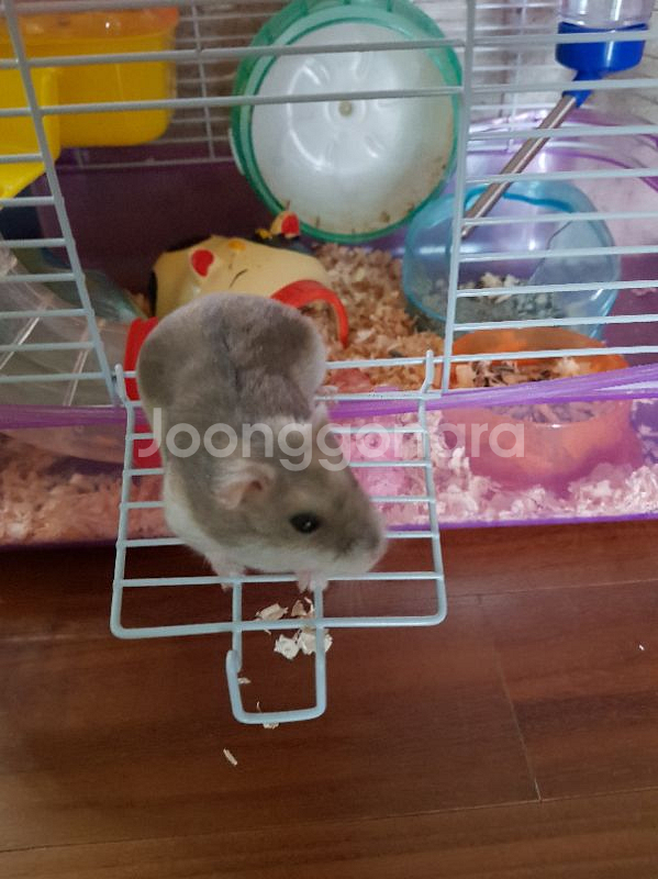 (드림) 햄스터 및 케이지 모두 드려요--1