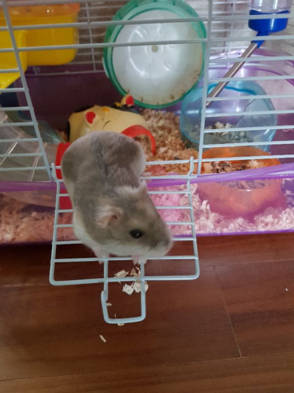 (드림) 햄스터 및 케이지 모두 드려요--1