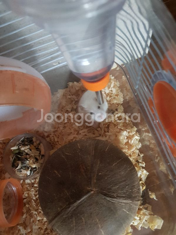 (드림) 햄스터 및 케이지 모두 드려요--3