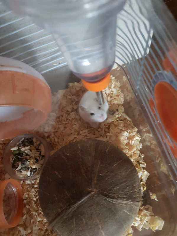 (드림) 햄스터 및 케이지 모두 드려요--3