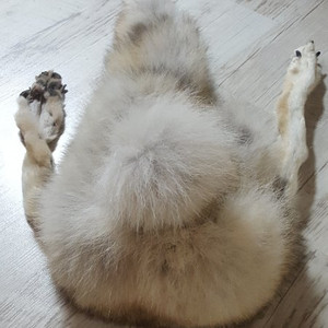 몽골 늑대털 모자