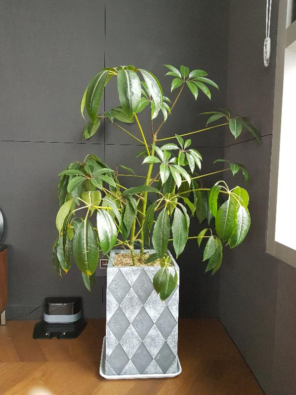 홍콩야자 데려가서 예쁘게 키우실 분 찾습니다.--2