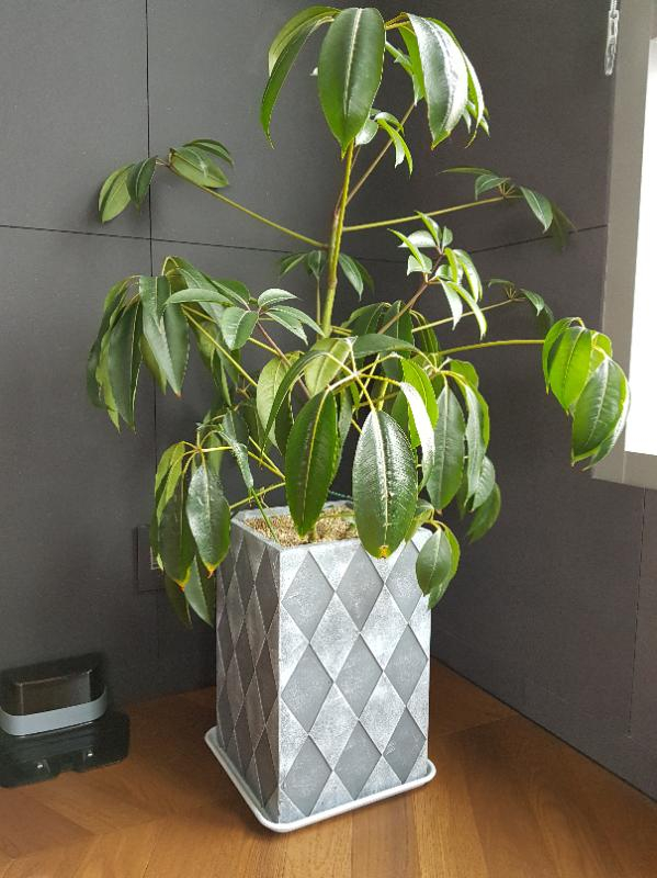 홍콩야자 데려가서 예쁘게 키우실 분 찾습니다.--3